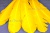 Декоративный Пучок из перьев, перо 23см/желтый - купить в Сургуте. Цена: 12.19 руб.
