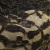 Кружевное полотно XD LACE 1-4, 80 гр/м2, шир.150см, цвет чёрный - купить в Сургуте. Цена 245.94 руб.